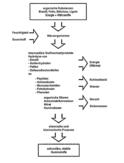 Abb: Stufen der Mineralisierung der biogenen Ausgangssubstanzen durch den mikrobiellen Abbau (aus Binner, 2002)
