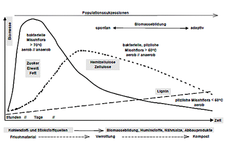 Abb.: Stoffumsatzleistungen im Verlauf der Kompostierung (nach Grabbe & Schuchardt, 1993