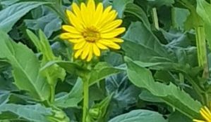 Gewässerschutz durch nachwachsende Rohstoffe