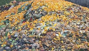 700.000 Tonnen Bioabfälle vergammeln jedes Jahr im Restmüll