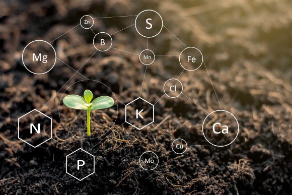 The,Seedlings,Are,Exuberant,From,Abundant,Loamy,Soils,And,Have