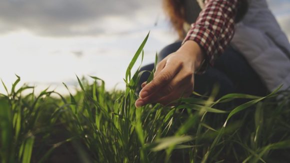 Farmer,Hand,Touches,Green,Leaves,Of,Young,Wheat,In,The